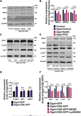 Cystathionine γ-lyase inhibits mitochondrial oxidative stress by releasing H2S nearby through the AKT/NRF2 signaling pathway 